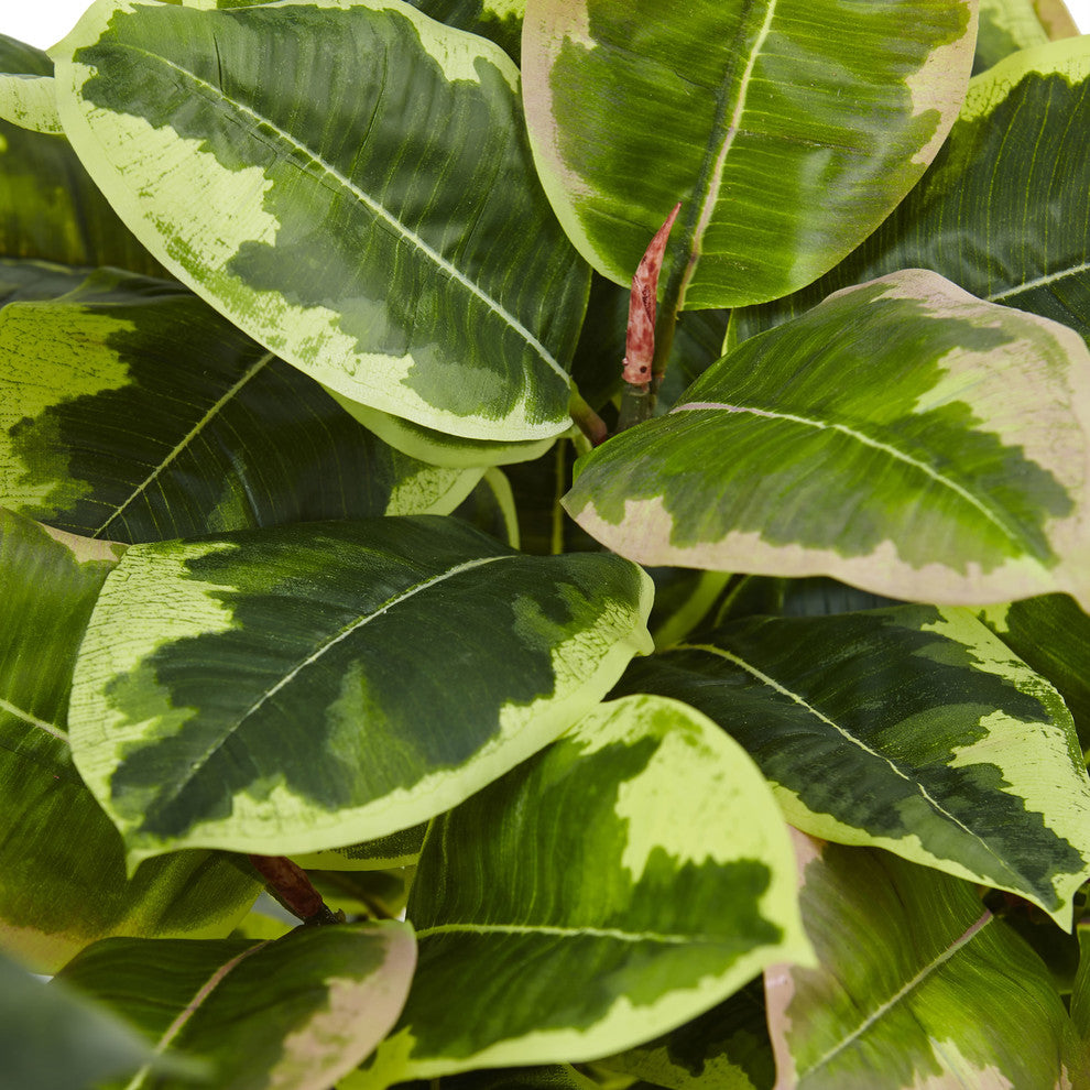 Close-up of the variegated leaves on white background (cropped view).