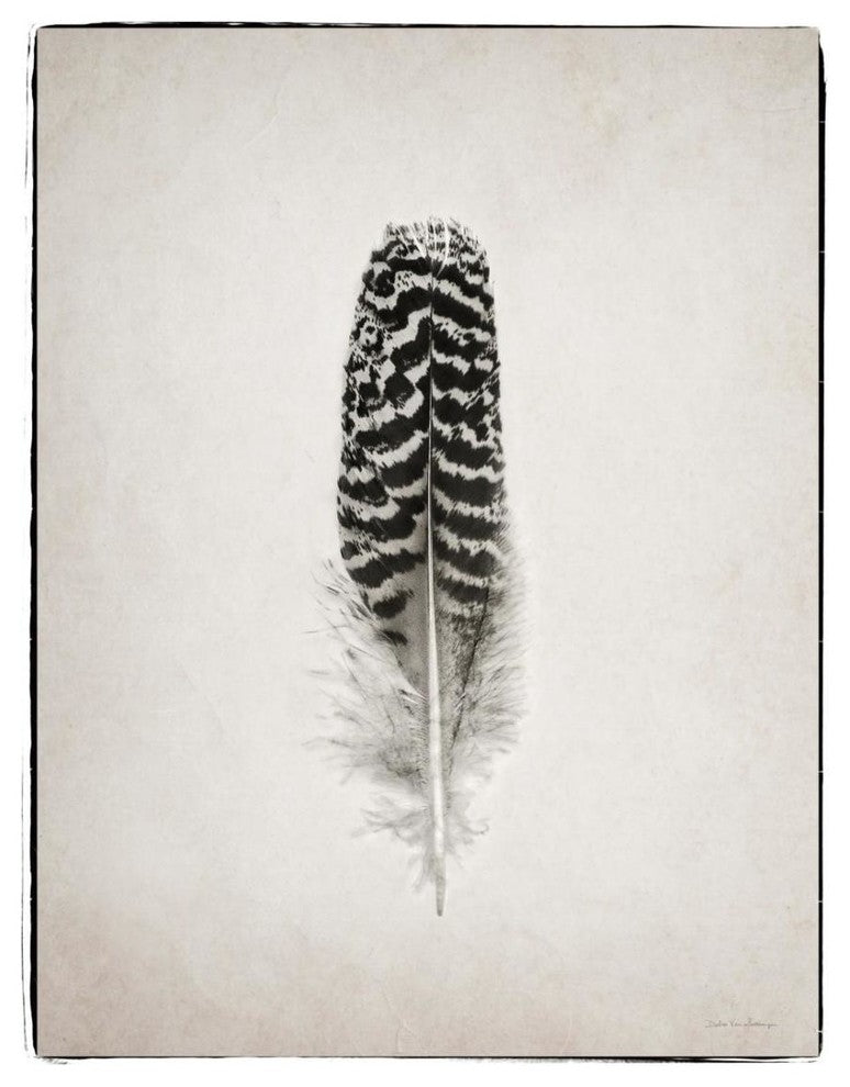 "Feather I - BW" Digital Paper Print by Debra Van Swearingen, 20"x26"
