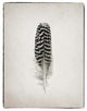 "Feather I - BW" Digital Paper Print by Debra Van Swearingen, 20"x26"