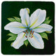 Casablanca Lily Coaster - 3 Sets of 4 (12 Total)