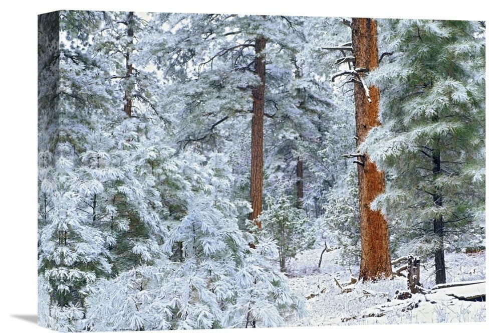 "Ponderosa Pine Forest In Snow, Grand Canyon National Park, Arizona" Artwork