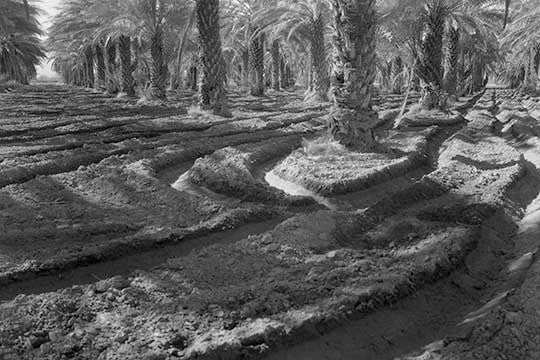 Date Palms - Gallery Wrapped Canvas Art 28" x 42"