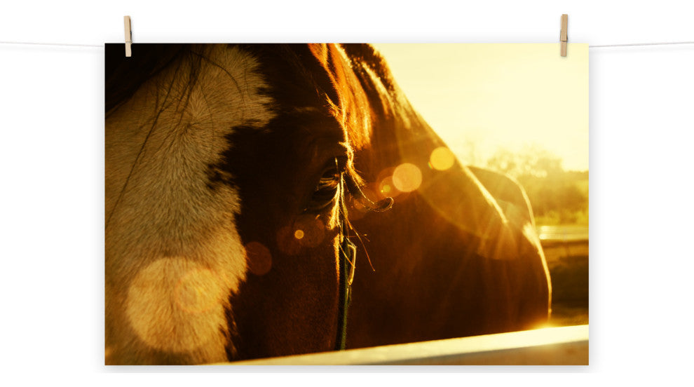 Evening Flare Horse Photograph Unframed Wall Art Print, 8" X 10"