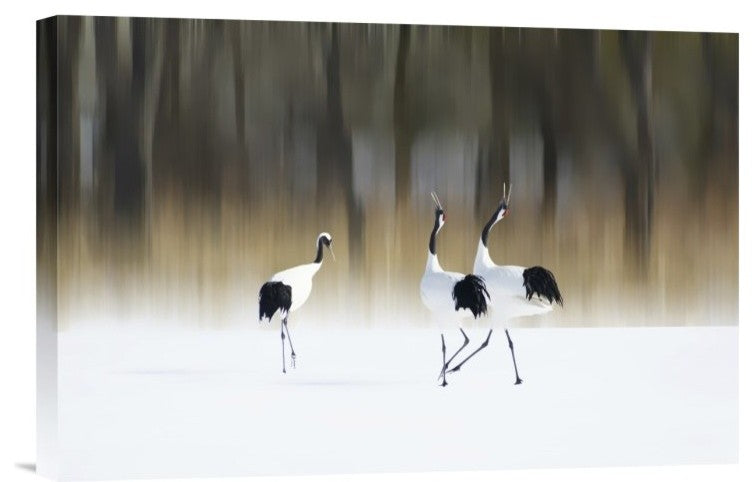 "Sing A Song Of Love" Stretched Canvas Giclee by Ikuo Iga, 18x12"