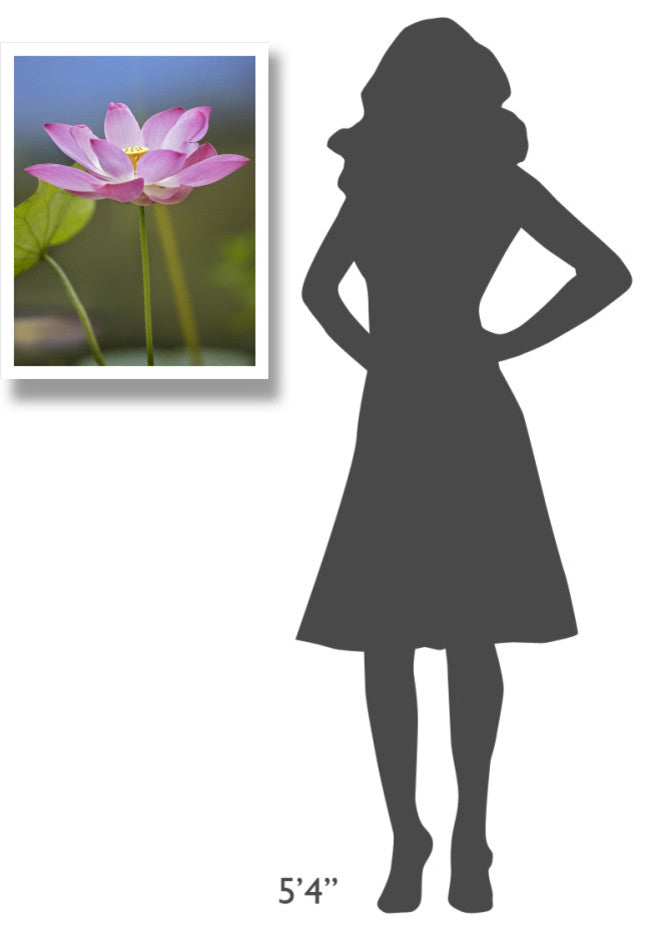 "Sacred Lotus flower, native to Asia" Paper Print by Tim Fitzharris, 20"x26"