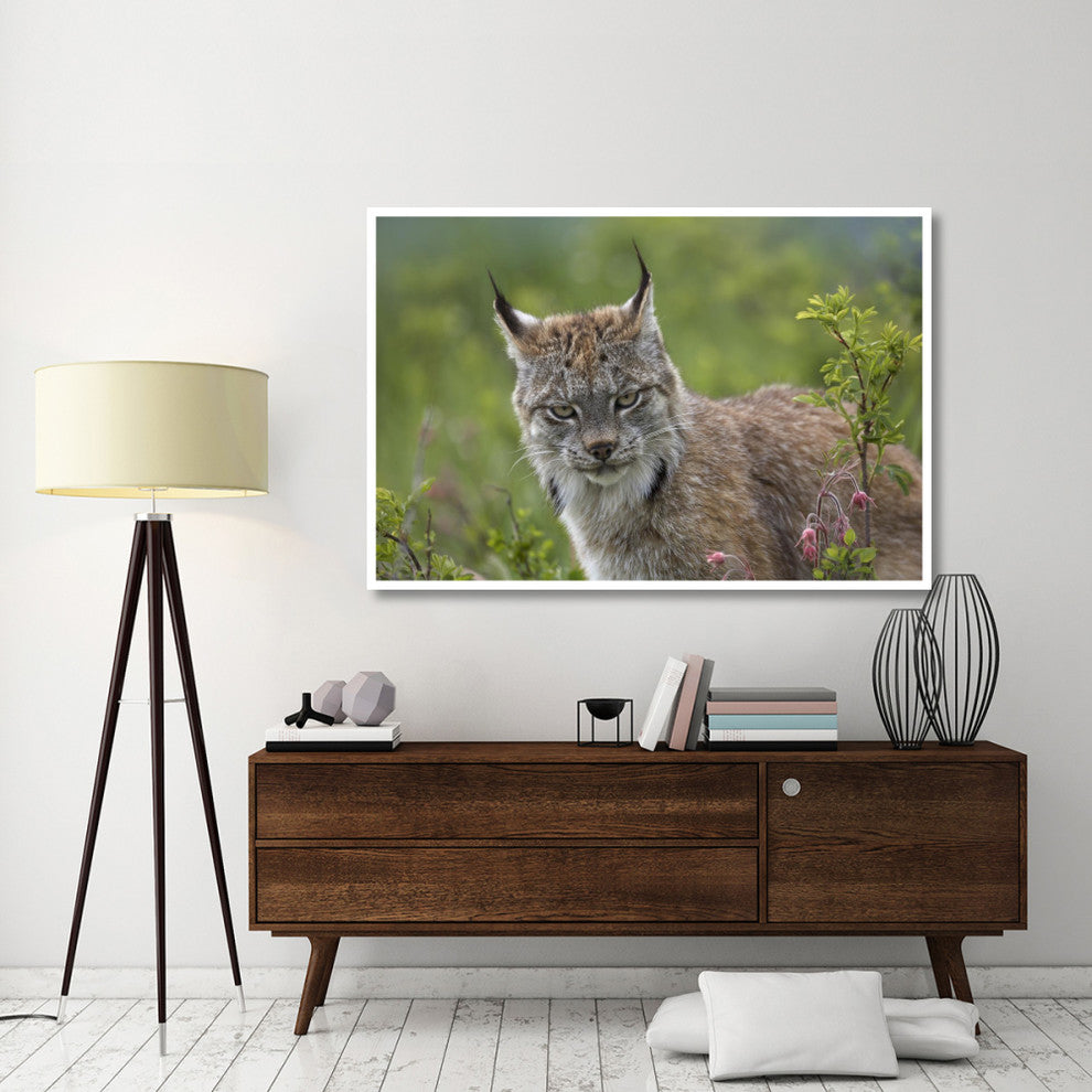 "Canada Lynx portrait, North America" Print by Tim Fitzharris, 62"x42"