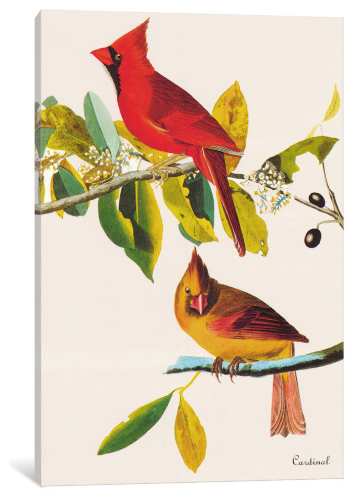 "Cardinal" by John James Audubon, Canvas Print, 26"x18"