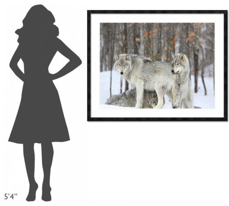 "Grey wolves huddle together during a snowstorm, Quebec"  by Anonymous, 48x38"