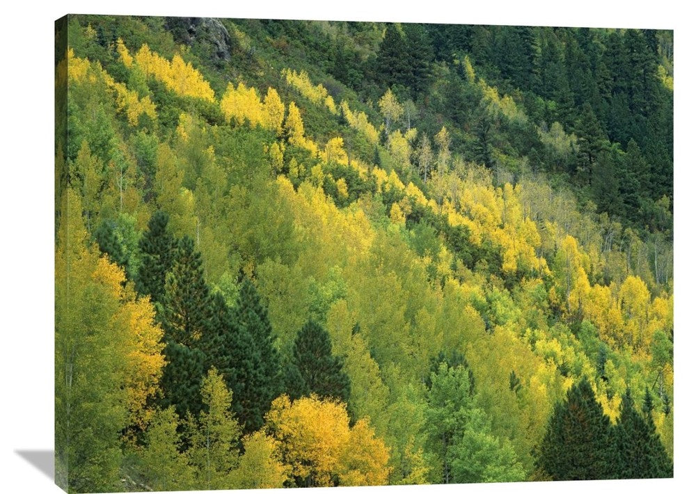 "Aspen Grove In Fall Colors, Gunnison National Forest, Colorado" Artwork
