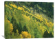 "Aspen Grove In Fall Colors, Gunnison National Forest, Colorado" Artwork