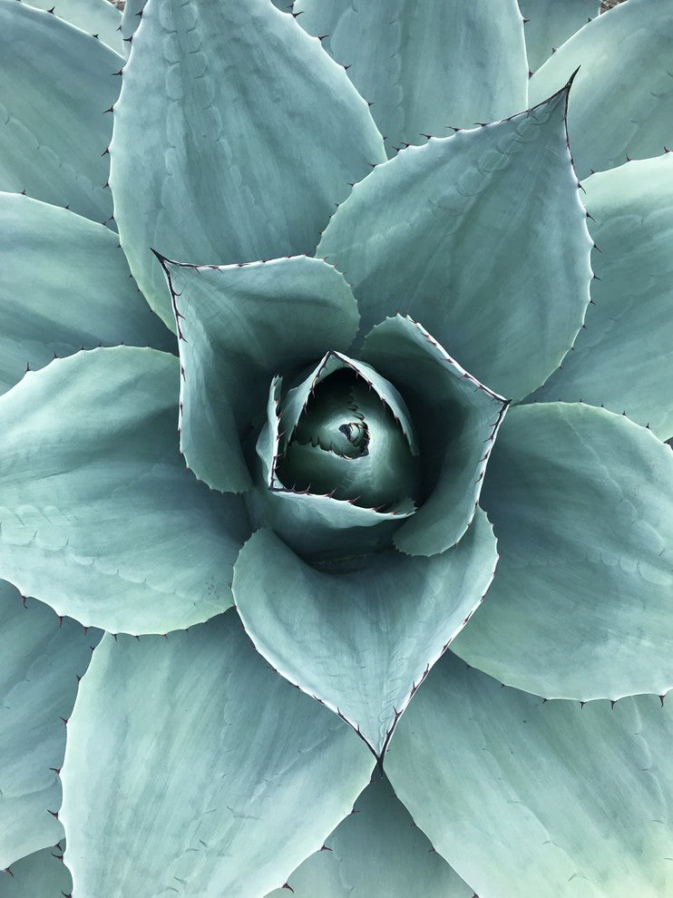 Agave Metal Print, 12x18