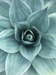 Agave Metal Print, 12x18