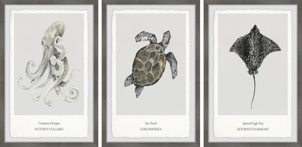 Aetobatus Narinari Triptych, 3-Piece Set, 16x24 Panels