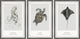 Aetobatus Narinari Triptych, 3-Piece Set, 16x24 Panels