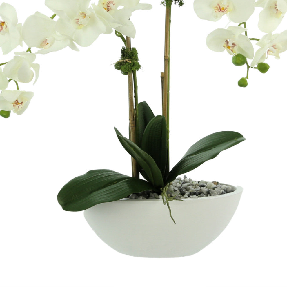White orchids in a ceramic pot