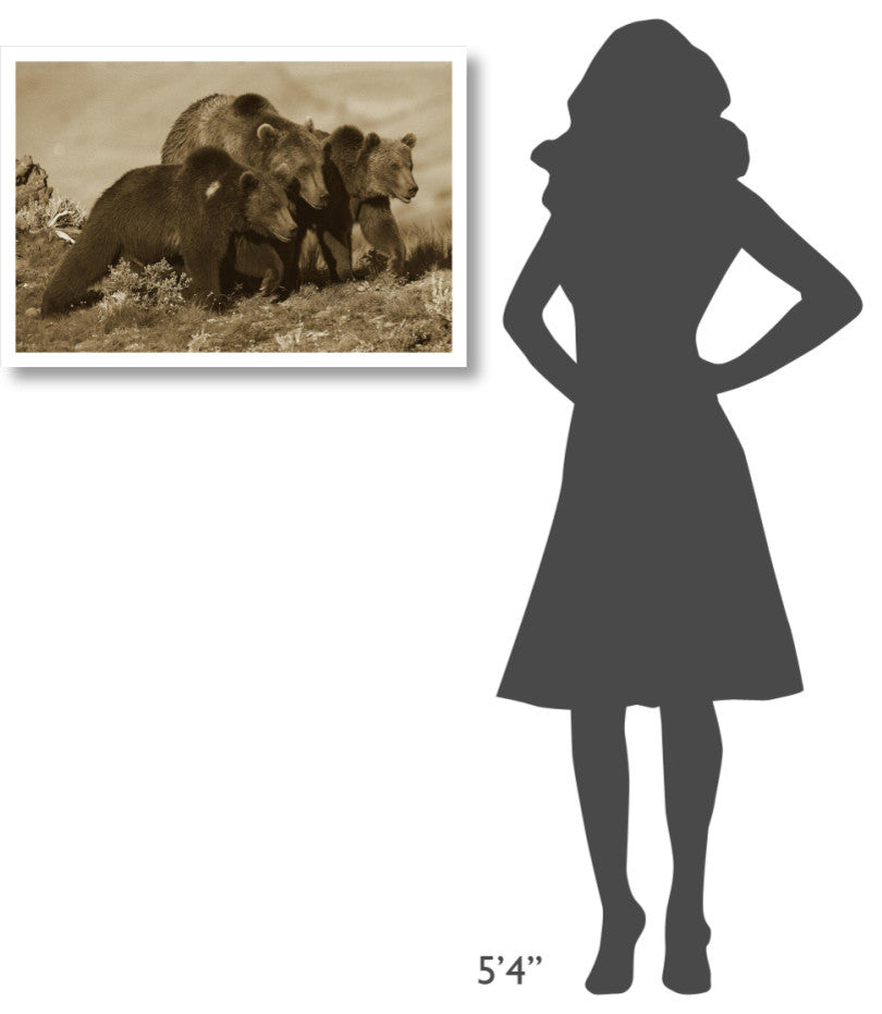 "Grizzly Bear mother with 1 year old cubs, North America" Paper Art, 32"x22"