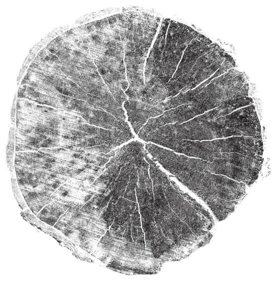 "Woodland Years I with Silver Foil" Paper Print by Sue Schlabach, 42"x42"