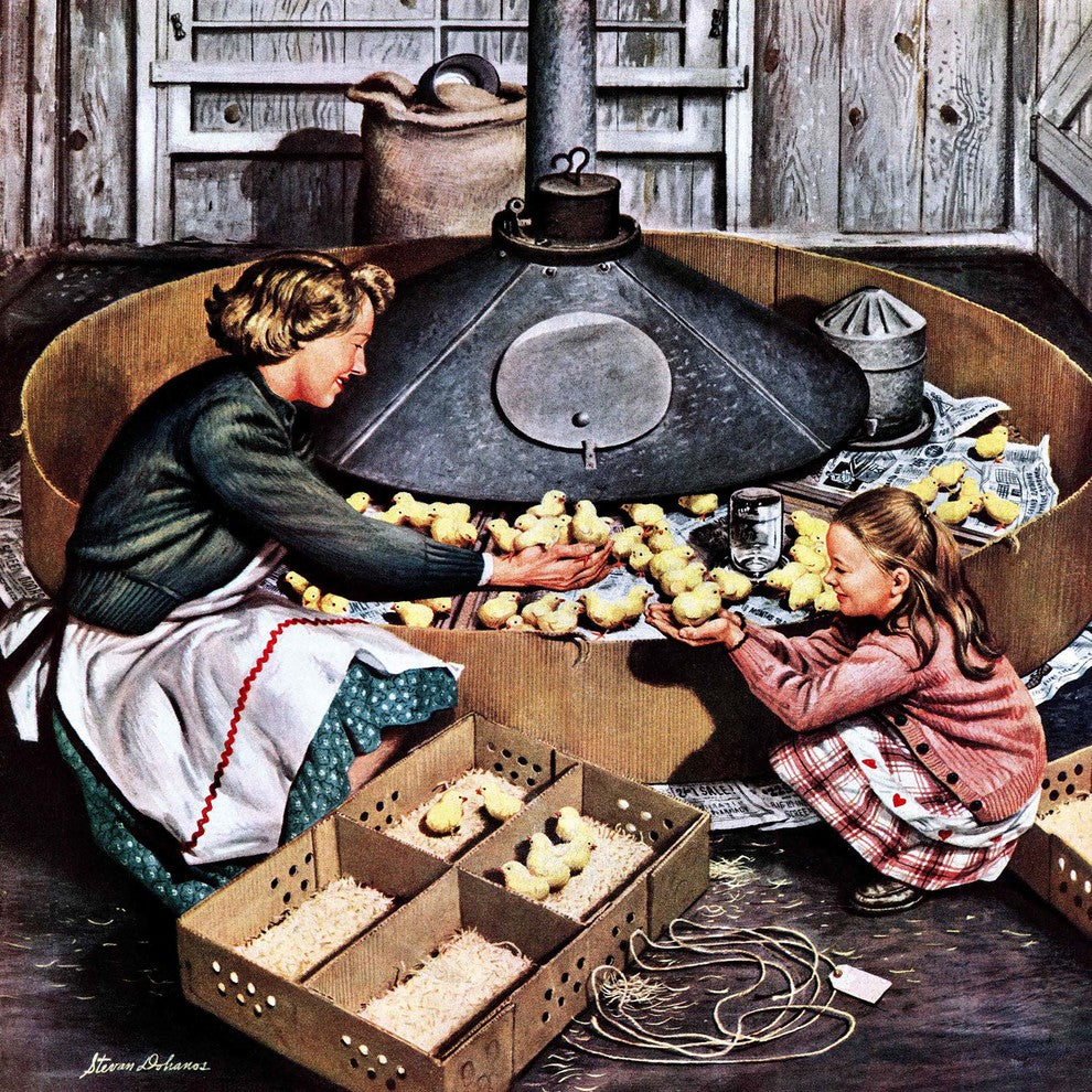 "Chicks in Incubator" Painting Print on Canvas by Stevan Dohanos