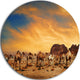 Camels In Wadi Rum, Photography Round Wall Art, 23"