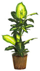 42" Golden Dieffenbachia With Basket Silk Plant