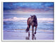 Wild Horse on Beach Colorful Blue Sunset, 14 x 11