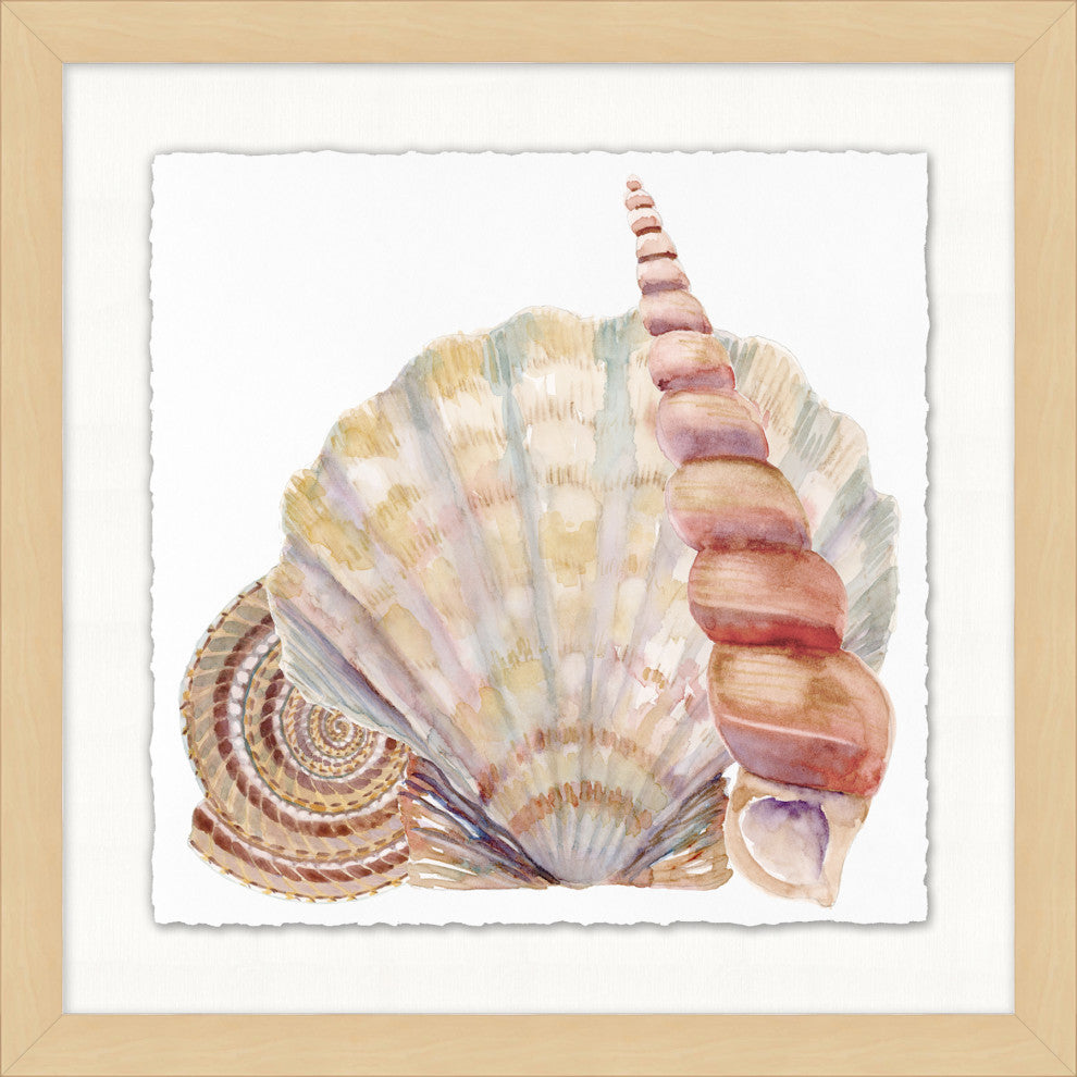 Watercolor Sea Shell Trio, Giclee Reproduction Artwork