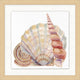 Watercolor Sea Shell Trio, Giclee Reproduction Artwork