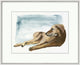 Inka, Giclee Reproduction Artwork