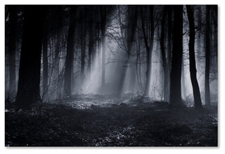 Julien Oncete 'Capela Forest' Canvas Art, 16x24