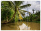 Tropical River with Bent Coconut Palm, Landscape Canvas Art, 36x28, 3 Panels