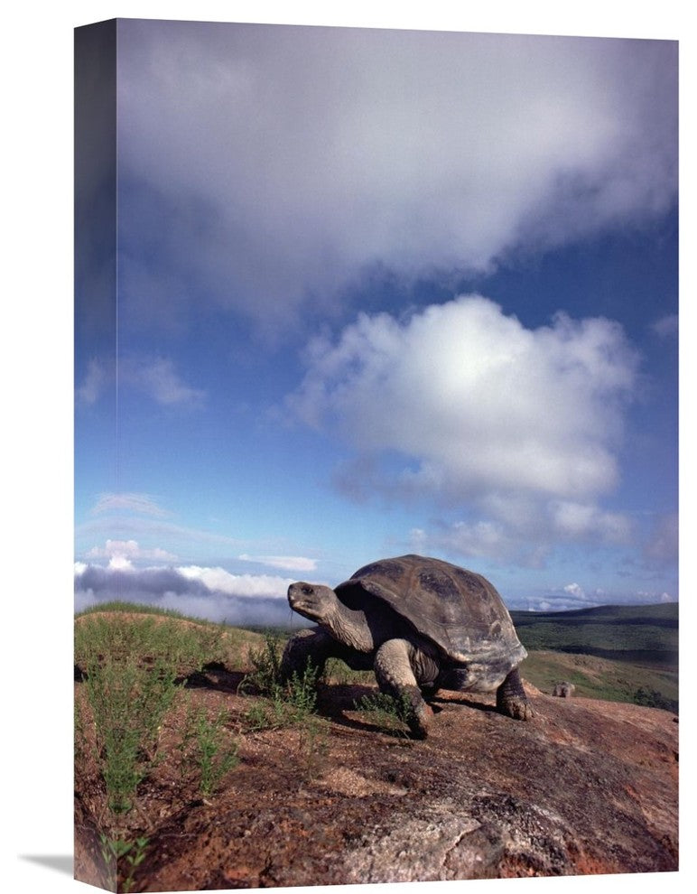 "Galapagos Tortoise, Isabella Island, Galapagos Islands, Ecuador" Artwork