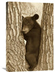 "Asiatic Black Bear Four Month Old Cub, Resting In Tree, Sichuan, China" Artwork