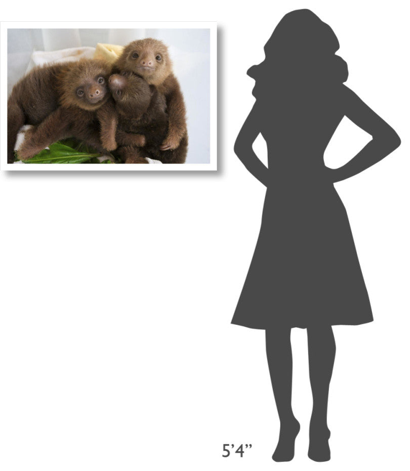 "Hoffmann's 2-toed Sloth babies, Aviarios Sloth Sanctuary" Paper Art, 32"x22"