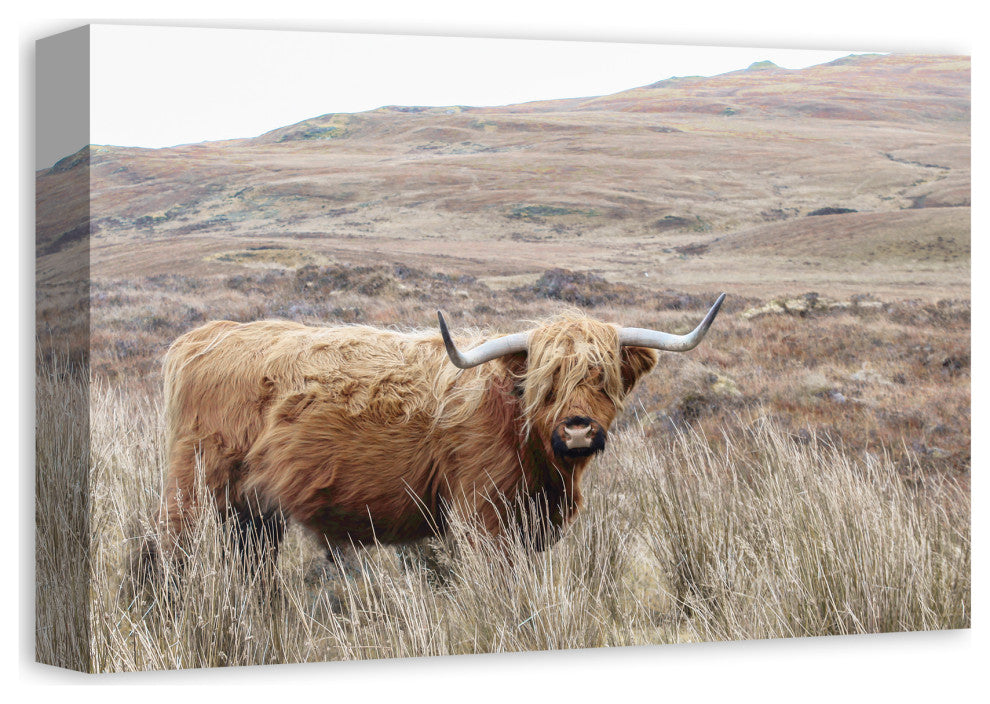 Highland Cow Landscape 18 x 12 Canvas Wall Art