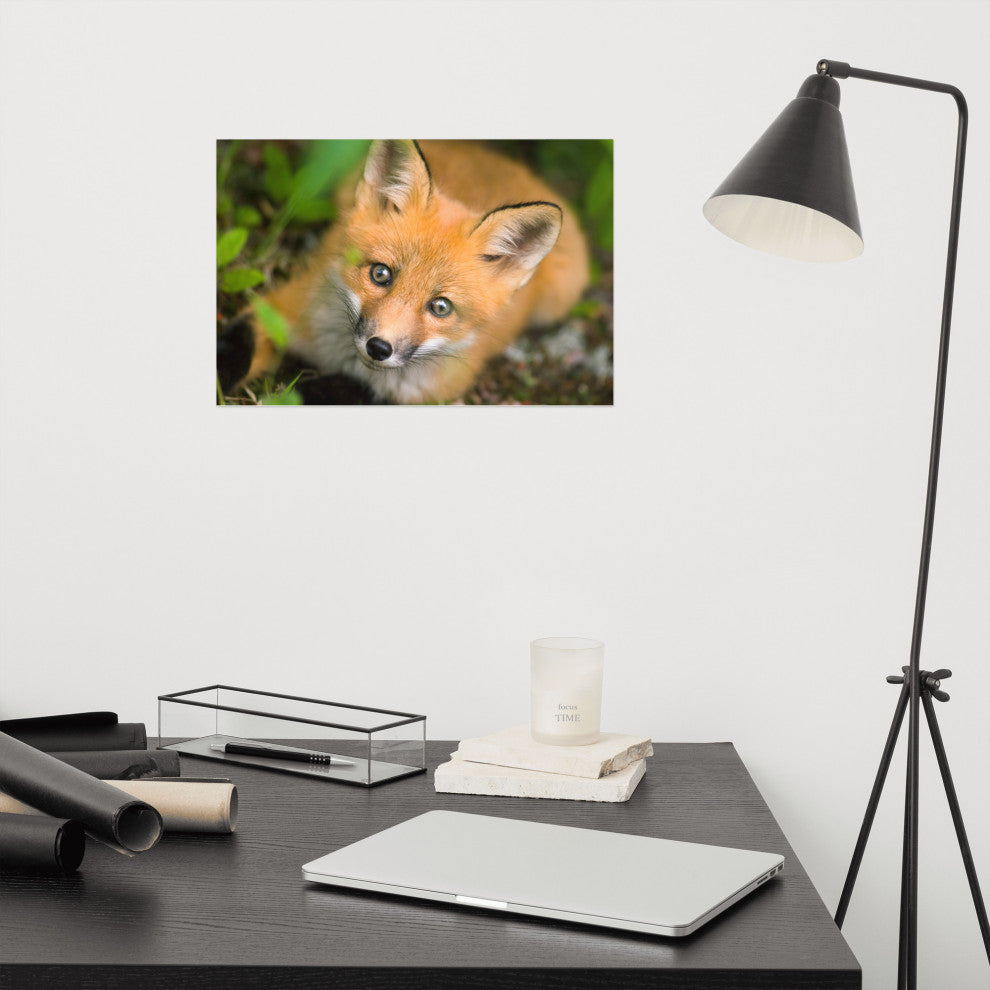 Young Red Fox Face Animal Wildlife Nature Photograph Loose Wall Art Print, 12" X 18"