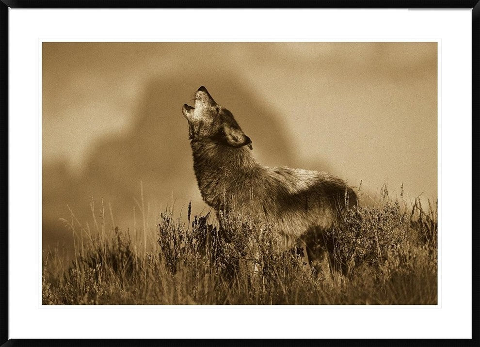 "Timber Wolf adult howling, Teton Valley, Idaho - Sepia"  by Tom Vezo, 44x32"