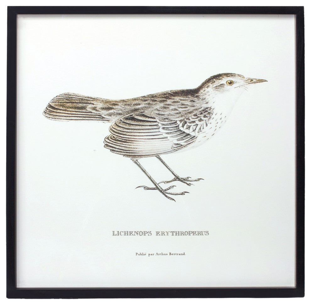 Framed Bird Print, 5-Piece Set