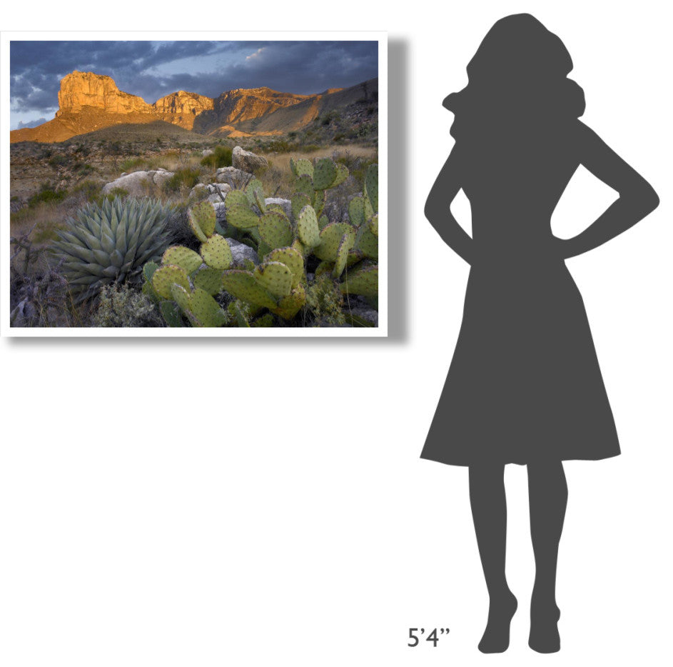 "Opuntia cactus and Agave, Guadalupe Mountains National Park" Paper Art, 42"x32"