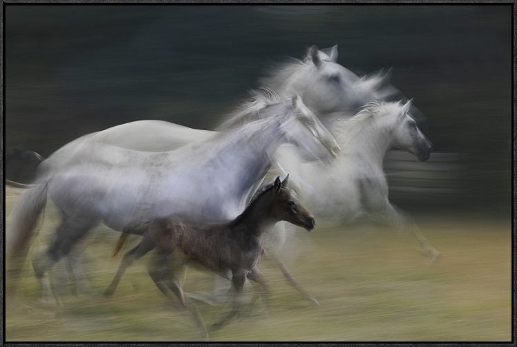 In Gallop, 36"x24"