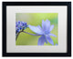 Cora Niele 'Blue Hydrangea' Matted Framed Art