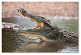 "Alligator" by Robert Harding Picture Library, Canvas Art, 30"x47"