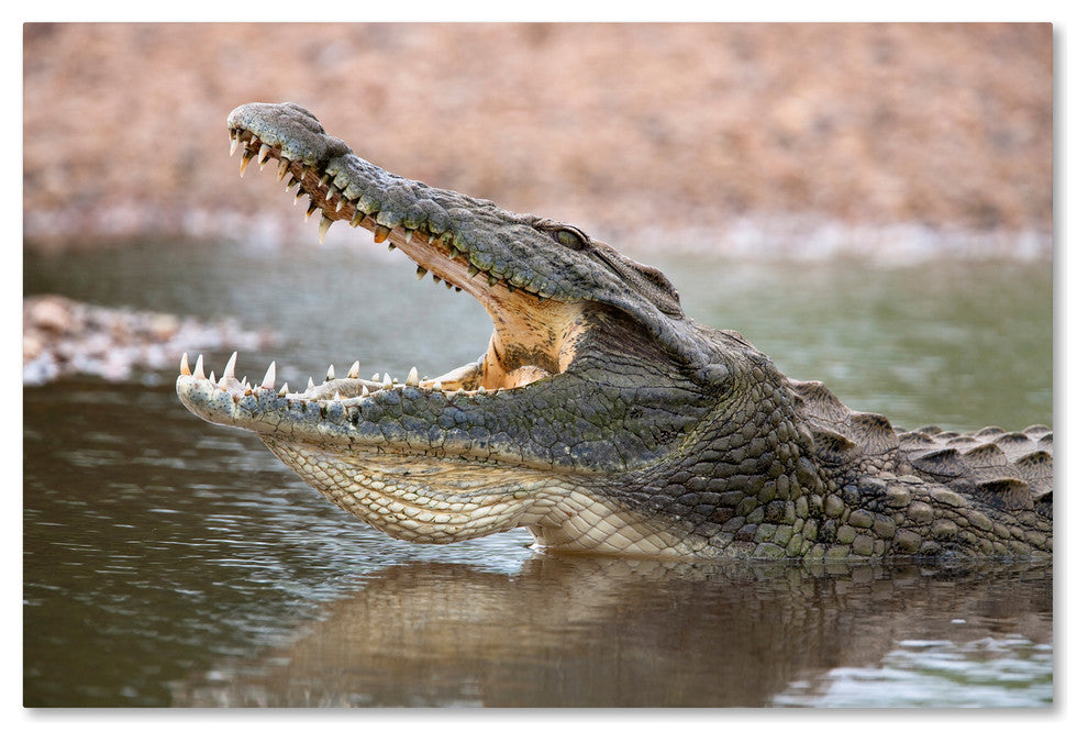 "Alligator" by Robert Harding Picture Library, Canvas Art, 30"x47"