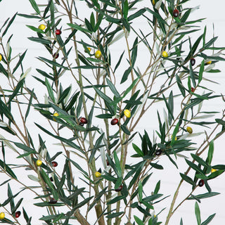 Close-up of leaves and olives on white background.