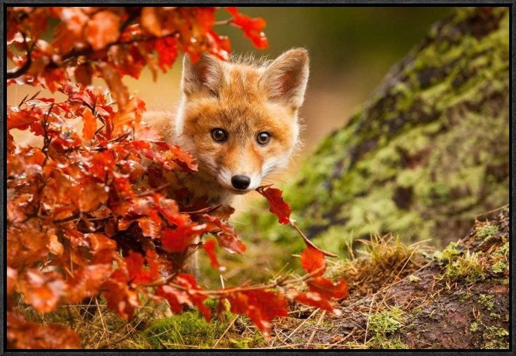 "Fox" Framed Canvas Giclee by Robert Adamec, 31x21"
