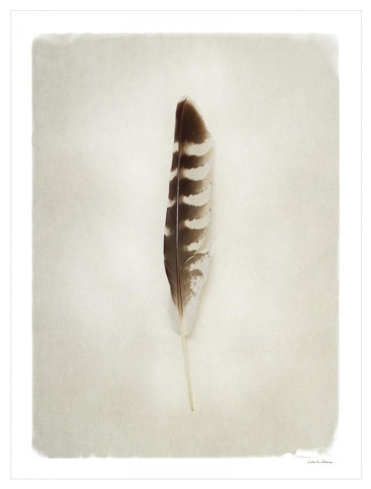 "Feather IV" Digital Paper Print by Debra Van Swearingen, 26"x34"
