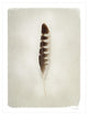 "Feather IV" Digital Paper Print by Debra Van Swearingen, 26"x34"