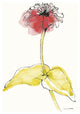 "Zinnia II" Digital Paper Print by Shirley Novak, 30"x42"