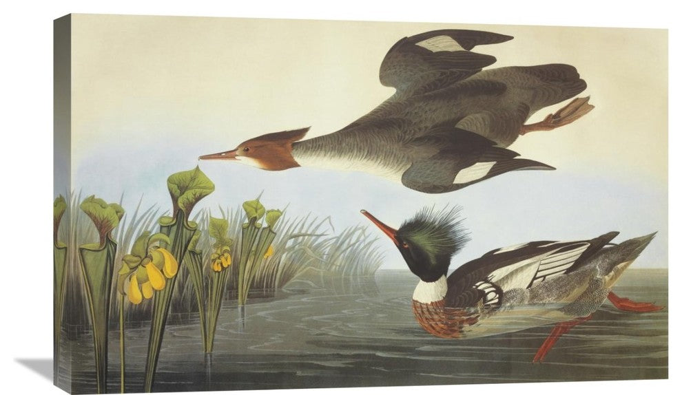 "Red-Breasted Merganser" Stretched Canvas Giclee by John James Audubon, 30"x19"