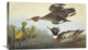 "Red-Breasted Merganser" Stretched Canvas Giclee by John James Audubon, 30"x19"