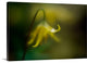 "Raindrop" Wrapped Canvas Art Print, 36"x24"x1.5"